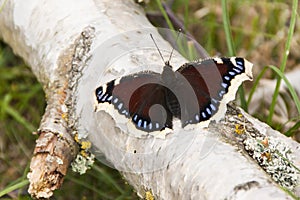 Camberwell Beauty butterfly, Nymphalis antiopa