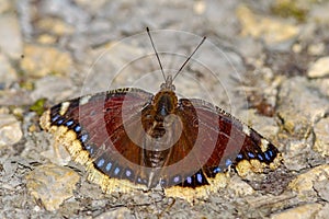 Camberwell beauty butterfly photo