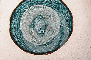 Cambial cells- observation microscope