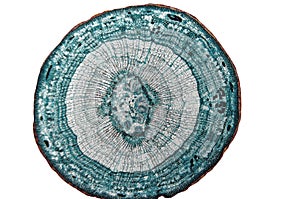 Cambial cells- observation microscope