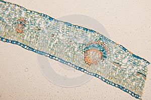 Cambial cells- observation microscope