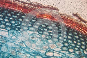 Cambial cells- observation microscope