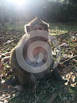 Cambodia, Angkor Wat Temple.Monkey have fun