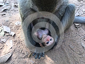 Cambodia, Angkor Wat Temple.Monkey have fun