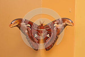 Cambodia. Attacus atlas. Siem Reap province.