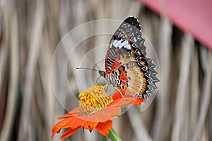 Cambodia.Cethosia biblis. Siem Reap province.