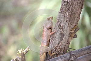 Cambodia. Changeable Lizard. Siem Reap province.