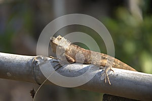 Cambodia. Cnangeable lizard. Eastern garden lizard. Siem Reap province.