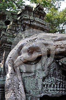 Cambodia - Detail of Ta Prohm temple