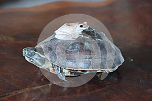 Cambodia. The frog is resting on the turtle. Siem Reap province.