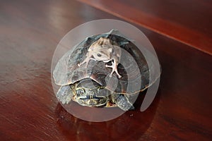 Cambodia. The frog is resting on the turtle. Siem Reap province.