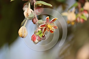 Cambodia. Grewia retinervis. Siem Reap province. photo