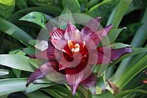 Cambodia. Guzmania lingulata. Siem Reap province.