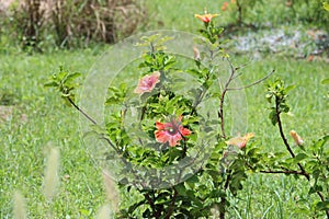 Cambodia. Hibiscus flower. Siem Reap province.