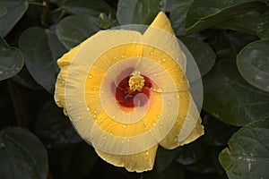 Cambodia. Hibiscus flower. Siem Reap province.