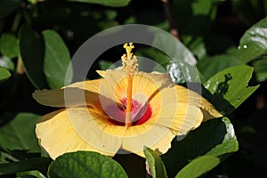 Cambodia. Hibiscus flower. Siem Reap province.