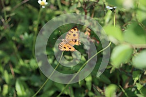 Cambodia. Junonia almana. Siem Reap province.