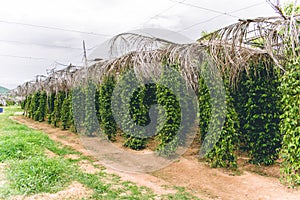 Cambodia Kampot pepper plantation Southeast Asia