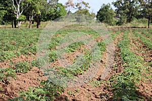 Cambodia. Manihot esculenta. Siem Reap province.