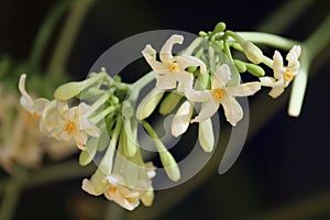 Cambodia. The papaya tree is blooming. Siem Reap province.