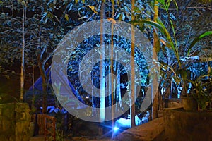 Cambodia`s magical jungle at night