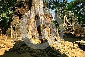 Cambodia's temple of Ta Prohm in Angkor Wat