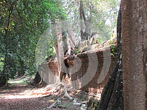 Cambodia. Siem Reap. Temple complex Angkor Wat. The power of tropical trees.