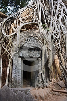 Cambodia - Ta Prohm Temple ruins in Angkor Wat