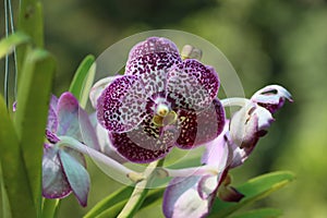 Cambodia. Vanda sanderiana. Siem Reap province.