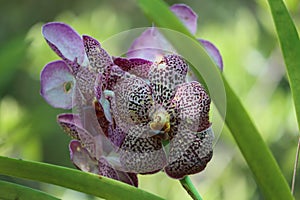 Cambodia. Vanda sanderiana. Siem Reap province.