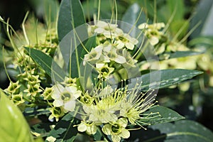 Cambodia. Xanthostemon chrysanthus. Siem Reap province.