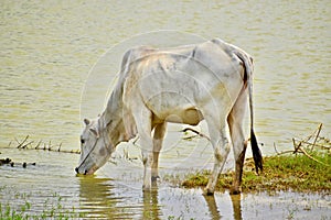 Cambodian cow on a countryside