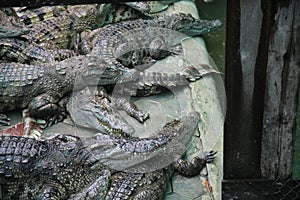 Cambodian Crocodile Farm