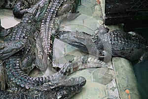 Cambodian Crocodile Farm