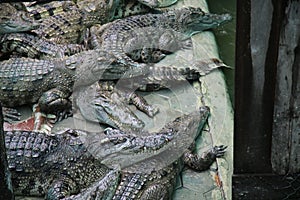 Cambodian Crocodile Farm