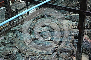 Cambodian Crocodile Farm