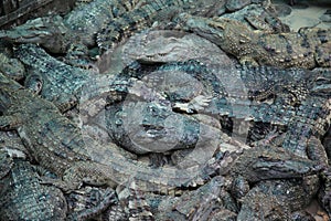 Cambodian Crocodile Farm