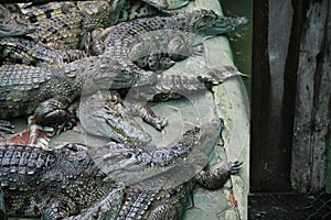 Cambodian Crocodile Farm