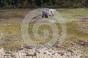 Cambodian Farmer Plant Rice.