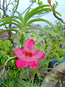 Cambodian flowers usually grow around cemeteries, but this is not the case, my parents made it a bonsai artÃ¯Â¿Â¼ photo