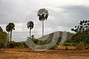 Cambodian landscape