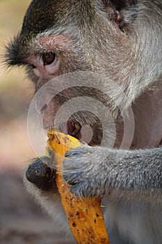 Macaque eating a delicious mango, this macaque is missing a hand. photo