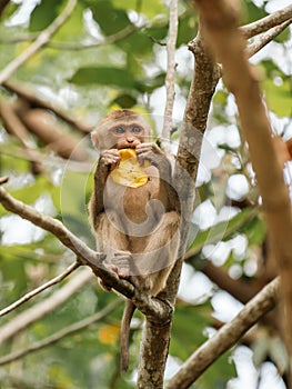 Cambodian monkey in tree on Bokor mountain near Kampot, Cambodia