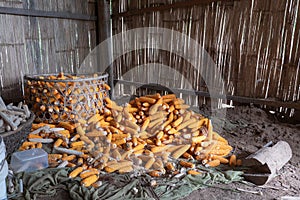 Cambodia, crop of corn cobs photo