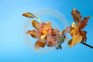 Cambria catatante Orchid or Orange beauty flower soft focus