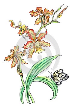 Cambria Orchid and Butterfly, hand-drawing on a white background isolated