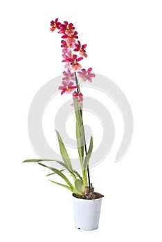 Cambria orchid in studio