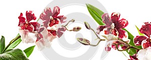 Cambria Orchid or Vuylstekeara Orchid isolated on white