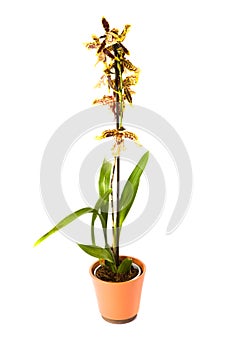 Cambria orchidee