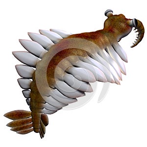 Cambrian Anomalocaris Tail